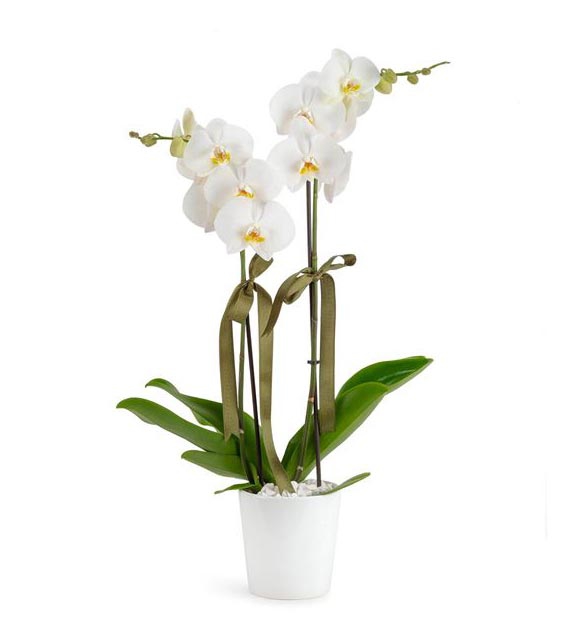 2 Dallı Beyaz Orkide