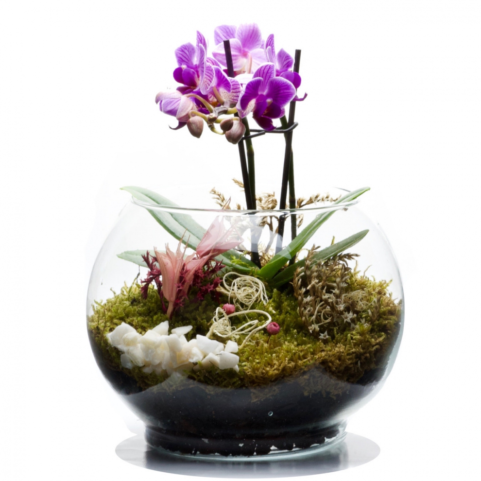 Mini Mor Orkide Teraryum