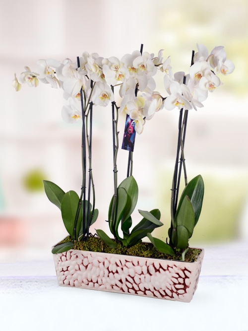 6 Lı Beyaz Phalaonopsis Orkidesi