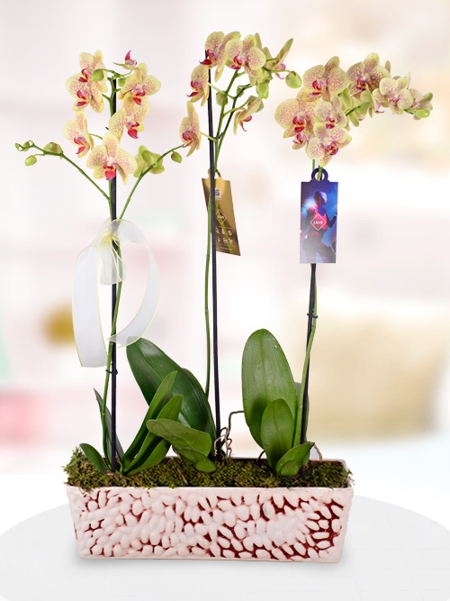 3 Dallı Benekli Phalaenopsis Orkidesi